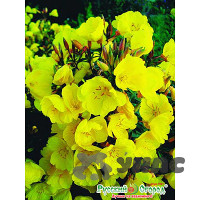 Энотера Ночная свеча  НК Ц