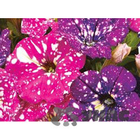 Петуния Фиолетовый леопард НК Цх10