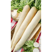 Дайкон Миноваси РС 1гр Садовита Ц