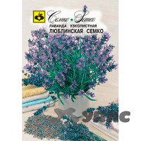 Лаванда Люблинская Семко Ц