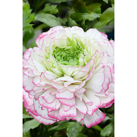 Ранункулюс Пикоти Розовый 6/7 10 шт Садовита