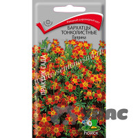 Бархатцы Паприка Поиск Ц