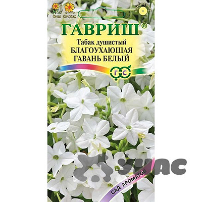Табак душистый Благоухающая гавань белая Гавриш Ц