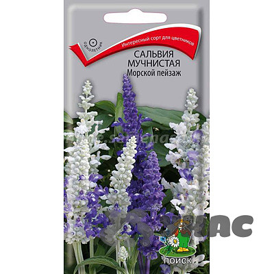 Сальвия Морской пейзаж Поиск Ц