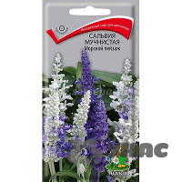 Сальвия Морской пейзаж Поиск Ц