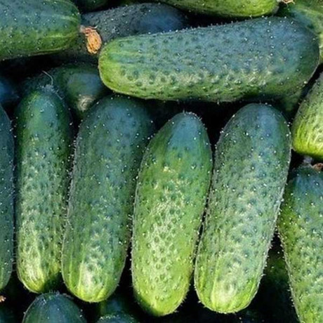 Огурец Атлантис 1000шт Бейо