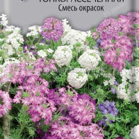 Вербена Смесь тонкорассеченная Поиск Ц