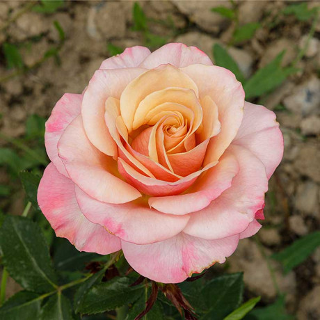 Роза флорибунда Коко Локо Садовита