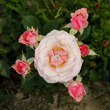 Роза флорибунда Коко Локо Садовита