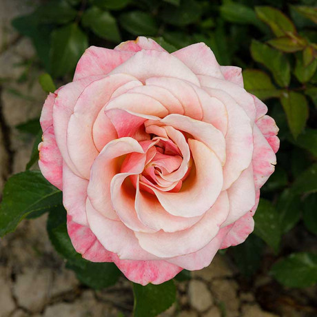 Роза флорибунда Коко Локо Садовита