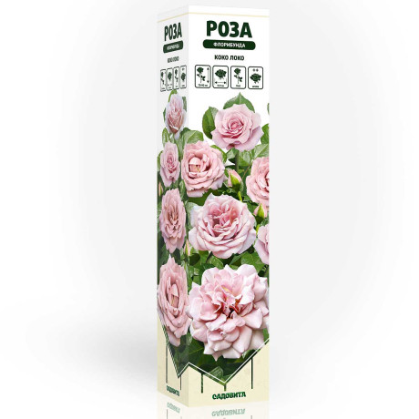 Роза флорибунда Коко Локо Садовита