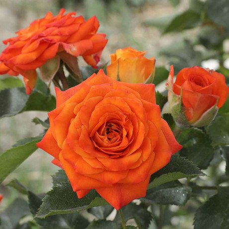 Роза спрей Келли Садовита