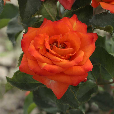 Роза спрей Келли Садовита