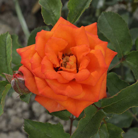 Роза спрей Келли Садовита