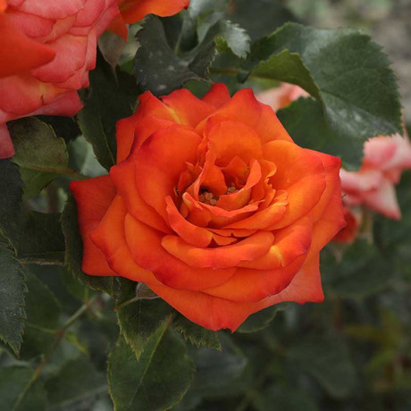 Роза спрей Келли Садовита