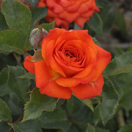 Роза спрей Келли Садовита