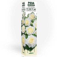 Роза чайно-гибридная Белый шоколад Садовита