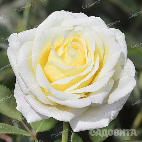 Роза чайно-гибридная Белый шоколад Садовита