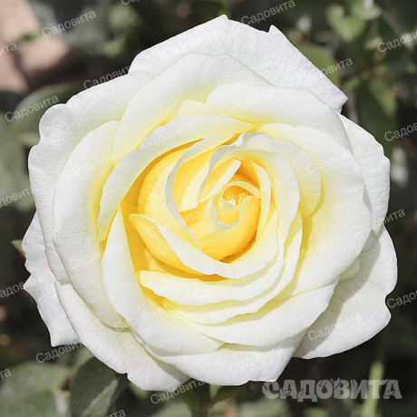Роза чайно-гибридная Белый шоколад Садовита