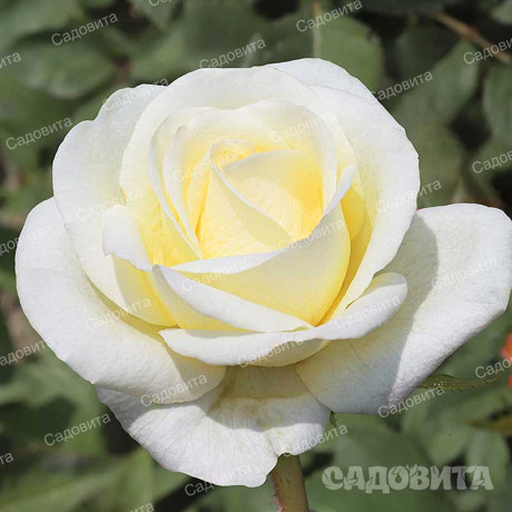 Роза чайно-гибридная Белый шоколад Садовита