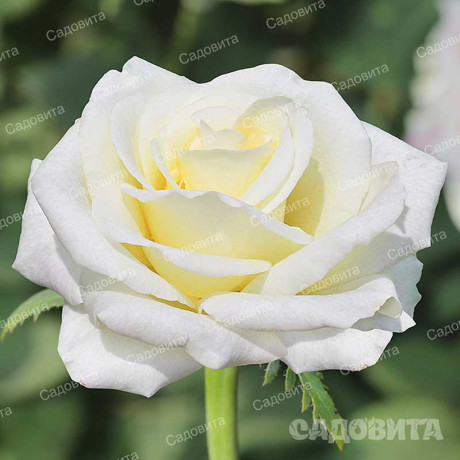Роза чайно-гибридная Белый шоколад Садовита