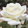 Роза чайно-гибридная Белый шоколад Садовита
