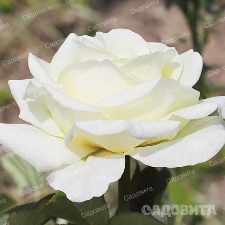 Роза чайно-гибридная Белый шоколад Садовита