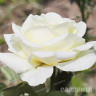 Роза чайно-гибридная Белый шоколад Садовита