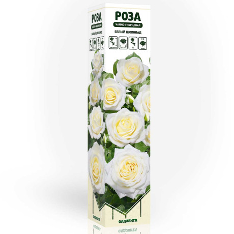 Роза чайно-гибридная Белый шоколад Садовита