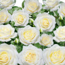 Роза чайно-гибридная Белый шоколад Садовита