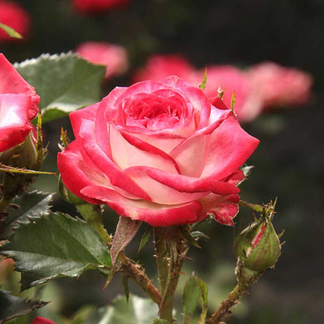 Роза спрей Сафина Садовита