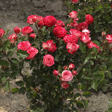 Роза спрей Сафина Садовита