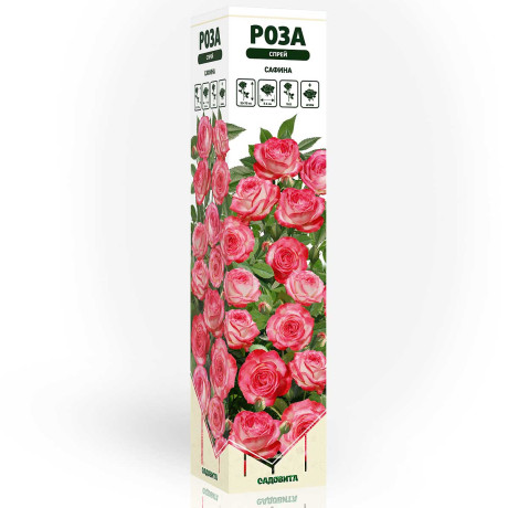 Роза спрей Сафина Садовита