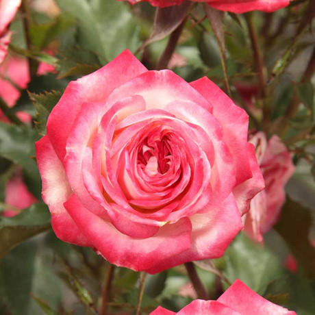 Роза спрей Сафина Садовита