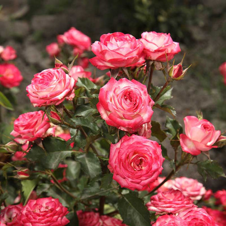 Роза спрей Сафина Садовита