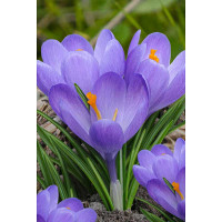 Крокус Аква 7/8 10 шт Садовита