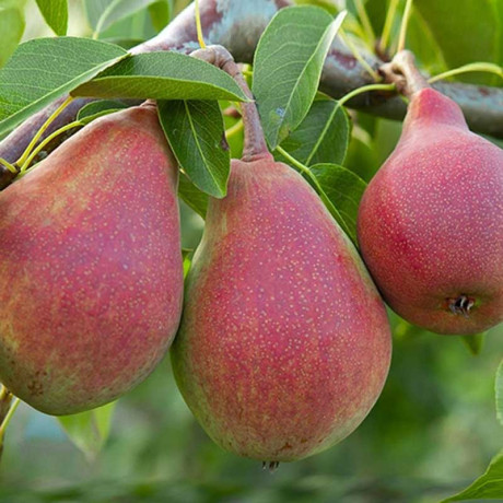 Груша Нарядная Ефимова Садовита