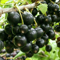 Смородина черная Памяти Кухарского Садовита