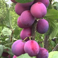 Слива Деликатная Садовита