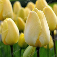 КОМ Вашингтония НК Ц