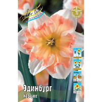 Нарцисс Эдинбург 12/14 3 шт