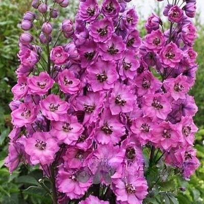 Дельфиниум Астолат многол. НК Ц