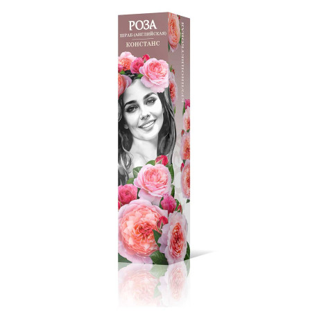 Роза шраб Констанс (английская) Садовита