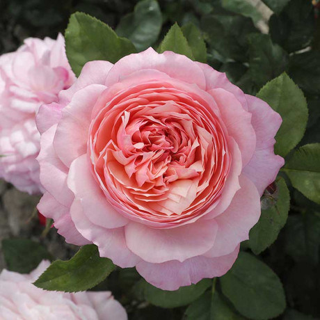 Роза шраб Констанс (английская) Садовита