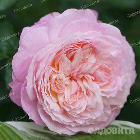 Роза шраб Констанс (английская) Садовита