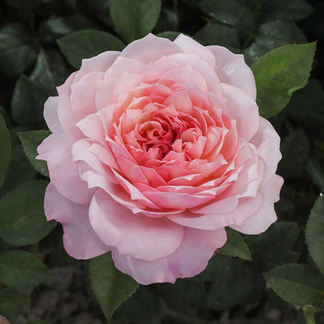 Роза шраб Констанс (английская) Садовита