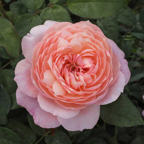 Роза шраб Констанс (английская) Садовита