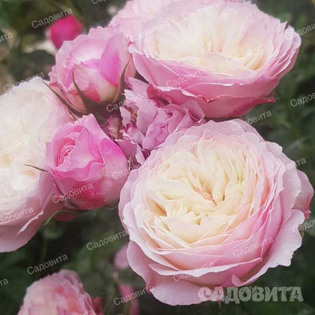 Роза шраб Констанс (английская) Садовита