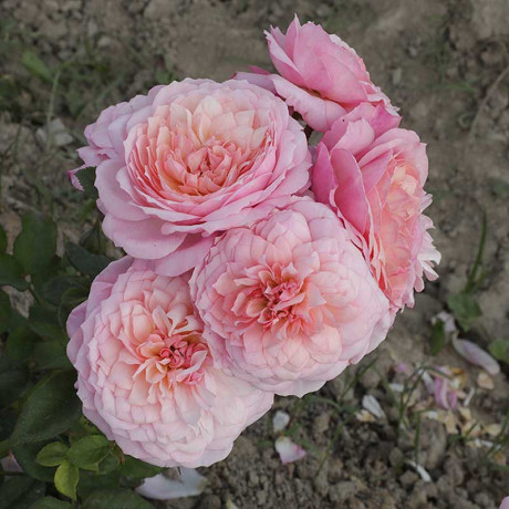 Роза шраб Констанс (английская) Садовита