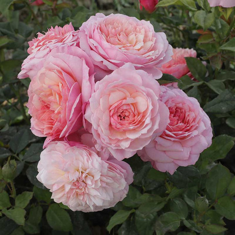 Роза шраб Констанс (английская) Садовита